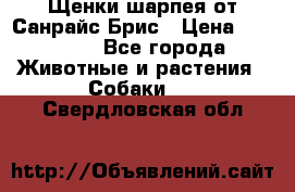 Щенки шарпея от Санрайс Брис › Цена ­ 30 000 - Все города Животные и растения » Собаки   . Свердловская обл.